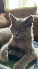 Annoying things your pets do!