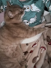 The Very Eventful Lives of the Excellent Cats