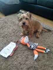 A Bearded Collie? No more terriers? :(