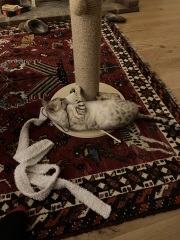 The Very Eventful Lives of the Excellent Cats