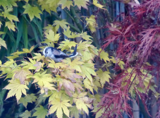 Thread 10 - TalkLair: “The candle flame gutters. Its little pool of light trembles.”