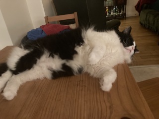 Please can I see pics of your cats?