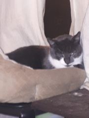 my cat ran out the door when I got home, fireworks going off every where