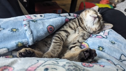 Please can I see pics of your cats?