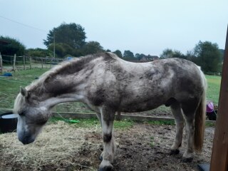 Muddy pony competition...