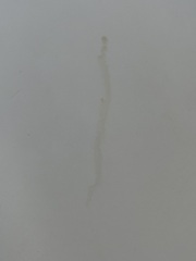 Pee on my ceiling?