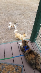 The Very Eventful Lives of the Excellent Cats