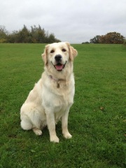 To ask you to come and celebrate your dog with me