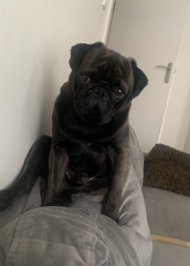 Just fucking sick of dogs