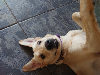 Teen dog thread