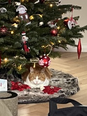 The ultimate SHOW US YOUR TREE megathread!