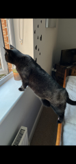 Poll - Your favourite bit of your cat(s)!