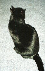 The Very Eventful Lives of the Excellent Cats