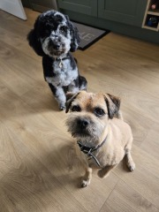 To ask you to come and celebrate your dog with me
