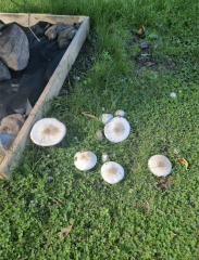 Mushrooms