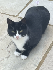 Post your cute kitties 😸