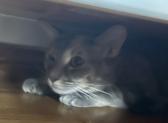 Helping very nervous rescue cat settle in