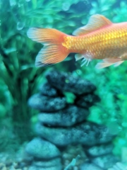 Help with goldfish disease (photos)