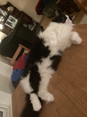 Poll - Your favourite bit of your cat(s)!