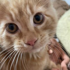 Please can I see pics of your cats?