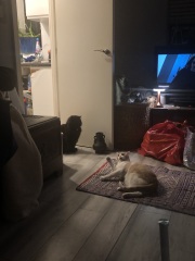 The Very Eventful Lives of the Excellent Cats