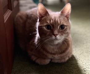 Let's see your best "Loaf of Doom" pics!