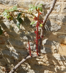 Rose pruning