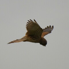 Thread 49 - Covid GCSE Cohort - The nights are drawing in...