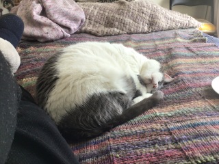 The Very Eventful Lives of the Excellent Cats