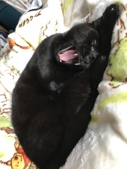 The Very Eventful Lives of the Excellent Cats