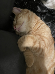 The Very Eventful Lives of the Excellent Cats