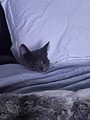 New kitten- where to sleep?