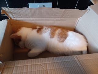 Let's see your best "Loaf of Doom" pics!