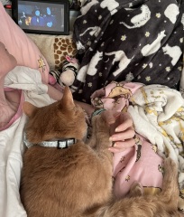 The Very Eventful Lives of the Excellent Cats
