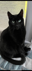 Poll - Your favourite bit of your cat(s)!