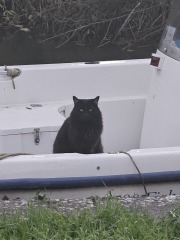 The Very Eventful Lives of the Excellent Cats
