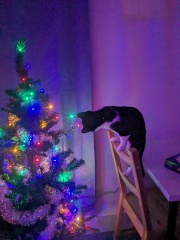 The ultimate SHOW US YOUR TREE megathread!