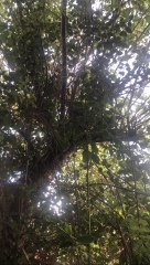 Help please - three 60yr old apple trees in new house