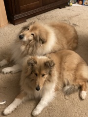 To ask you to come and celebrate your dog with me