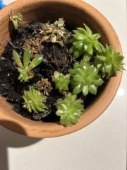 Can anyone identify this potplant please?