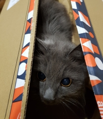 The Very Eventful Lives of the Excellent Cats