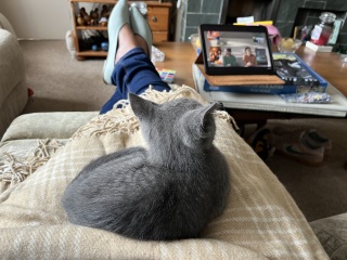 The Very Eventful Lives of the Excellent Cats