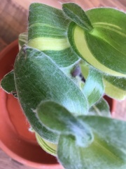 What is the white fluff on this tradescantia?