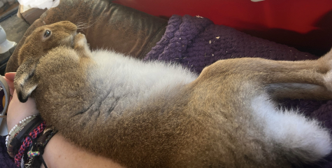 What is your ultimate dream pet?