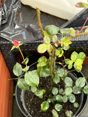 Rose bush cuttings