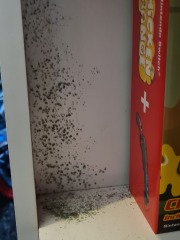 Mould should housing pay for beds