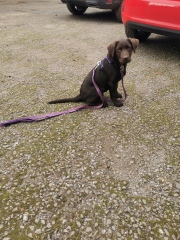 Puppy Survival Thread - for old and new pups heading into winter