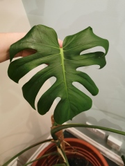 Should I re-pot my Monstera Deliciosa?