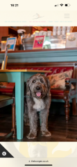 Just fucking sick of dogs