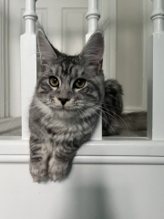 Should I get a cat? (Maine Coon)